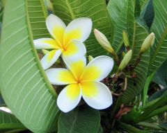 Tapeta Nature Flowers 483.jpg